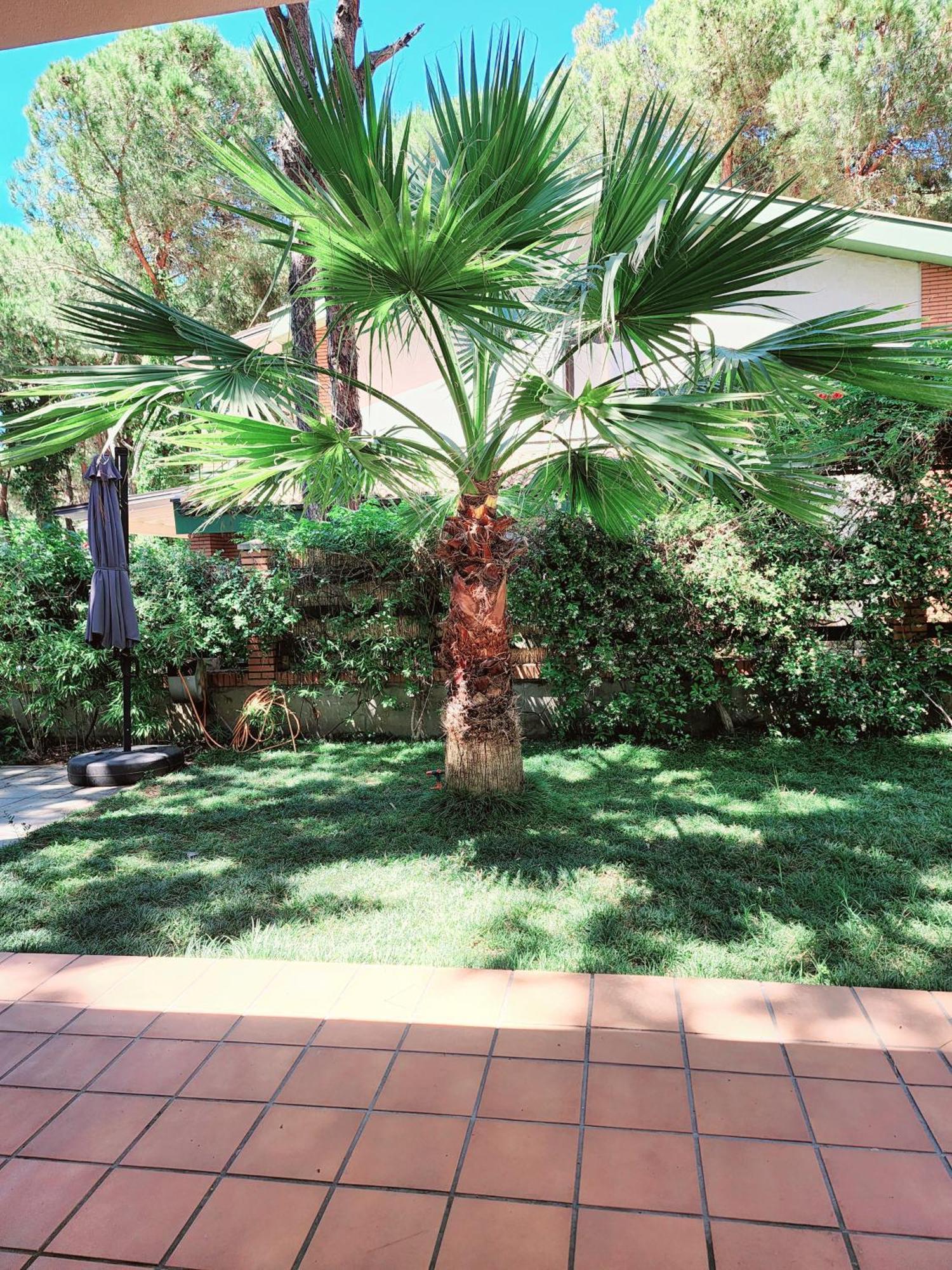 Pinetrees Gem Golem Willa Golem (Tirana)